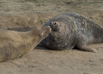 High angle view of seals on sand at beach