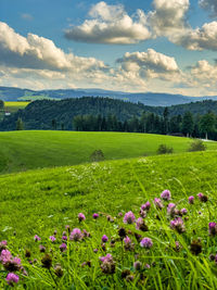 Landscape in the black forest