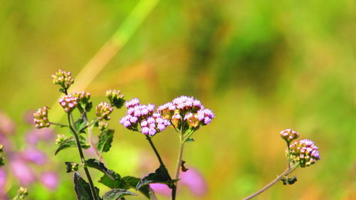 Close-up of pink flowers