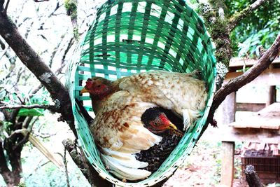 Low angle view of bird perching on tree