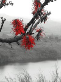 Close-up of tree during winter