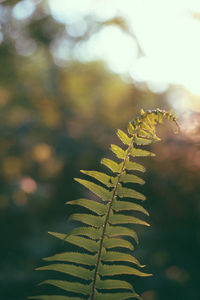 Close-up of fern against sky