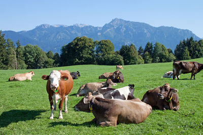 Cows in a field