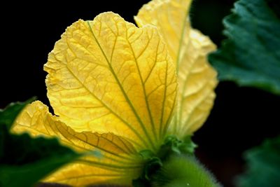 Close-up of yellow leaf against black background