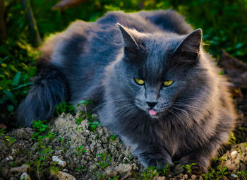 Portrait of a cat on field