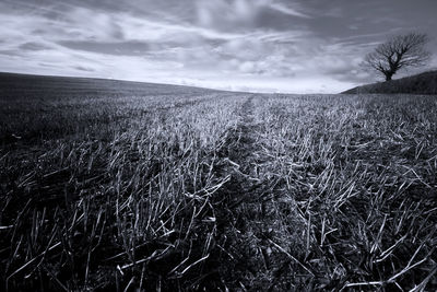 Scenic view of field against sky