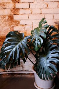 Close-up of potted plant