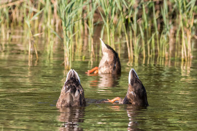 Ducks swimming in lake