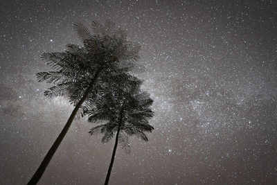 Low angle view of palm tree against sky at night