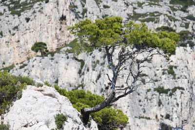 Close-up of tree during winter