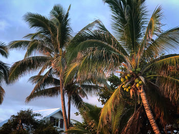 Low angle view of palm trees against sky