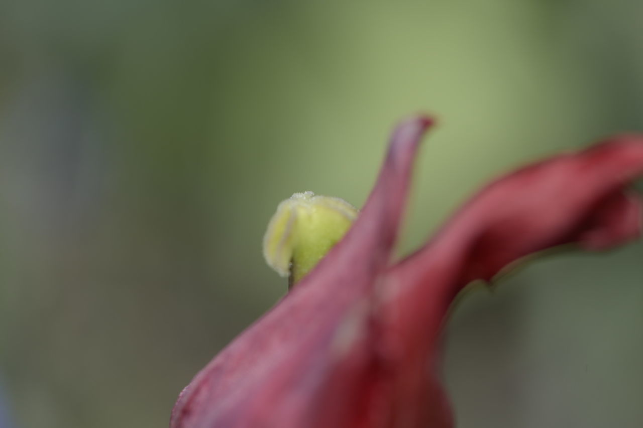 CLOSE-UP OF RED FLOWER BUD