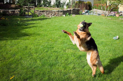 Dog relaxing on grassy field