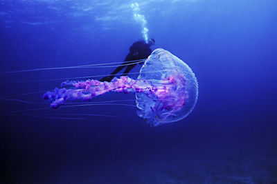 A colorful jellyfish with a female diver in background