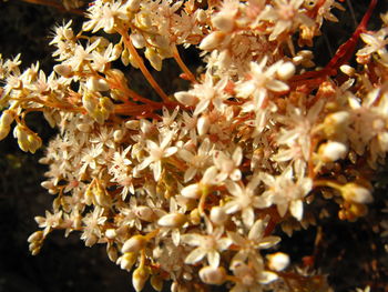 Close-up of flower