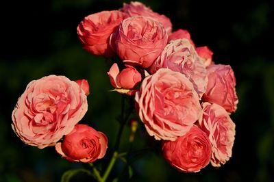 Close-up of red rose