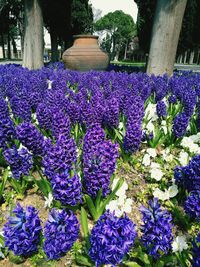 Purple flowers growing on tree