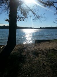 Sun shining through trees