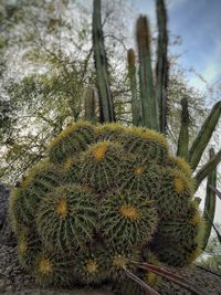 Close-up of plants