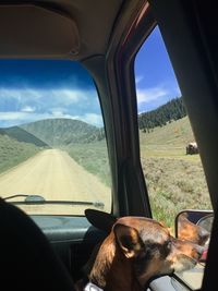 View of dog seen through car windshield
