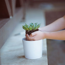 Close-up of hand holding succulent plant on table