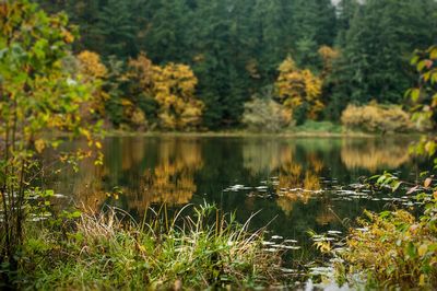 Scenic view of lake in forest