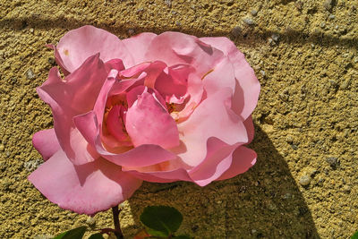 High angle view of pink rose flower on land