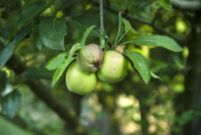 Close-up of tomato growing on tree