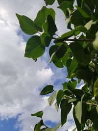 Low angle view of leaves against sky