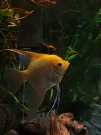 Close-up of fish swimming 