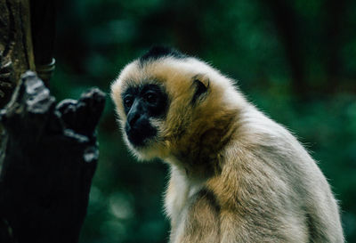 Close-up of monkey sitting on tree