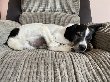 Dog lying on bed at home