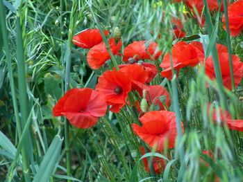 View of red flowers amidst green grass