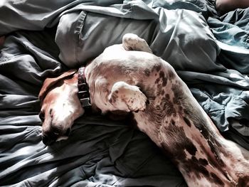 Close-up of dog sleeping on bed