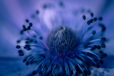 Close-up of purple flowering plant