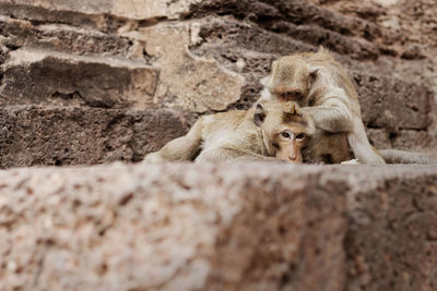 Monkeys sitting on wall