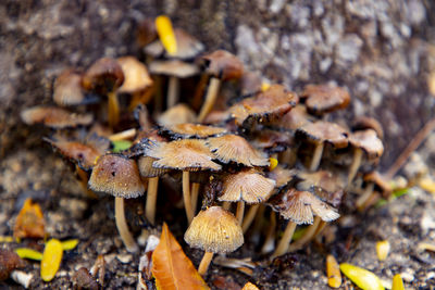 mushroom