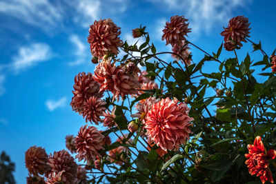 Low angle view of flowers blooming against sky