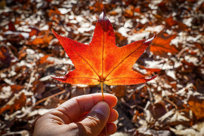 Close-up of hand holding maple leaf during autumn