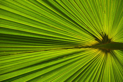 Full frame shot of palm tree