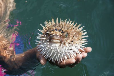 Close-up of hand feeding at sea