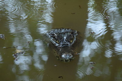 High angle view of duck swimming in lake