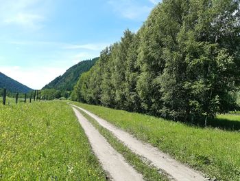 Scenic view of road amidst trees against sky