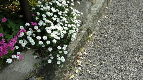 Flowers growing on tree