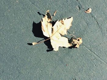 High angle view of dry leaf on road