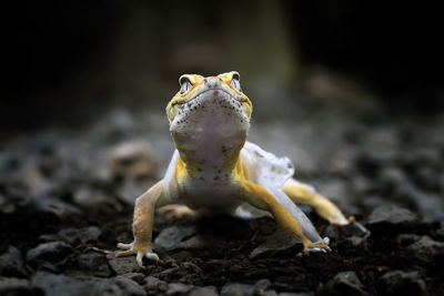 Lemon frost gecko shed its skin, all shedding process captured, amazing animal reptile photo series