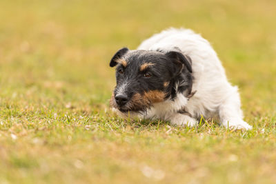 Dog looking away on field