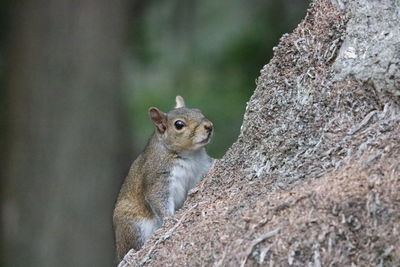 Close-up of squirrel