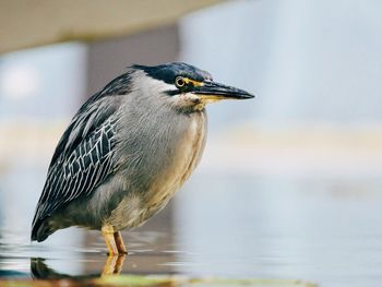 Side view of gray heron in pond