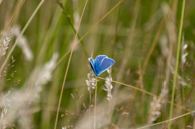 Close-up of blue flower on field